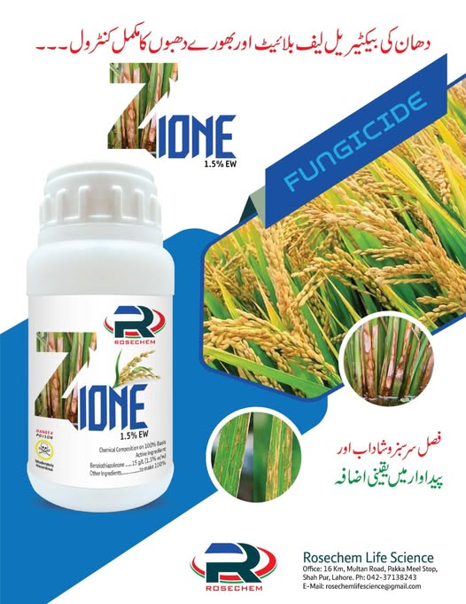 ROSECHEM Z-One 1.5% EW fungicide for rice bacterial leaf blight